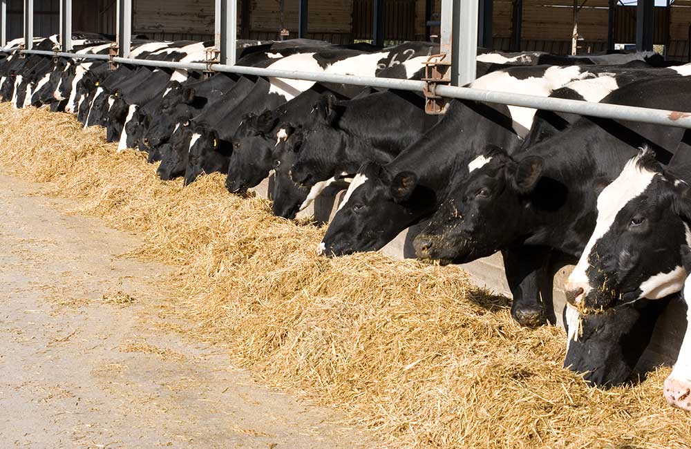 Feedmate