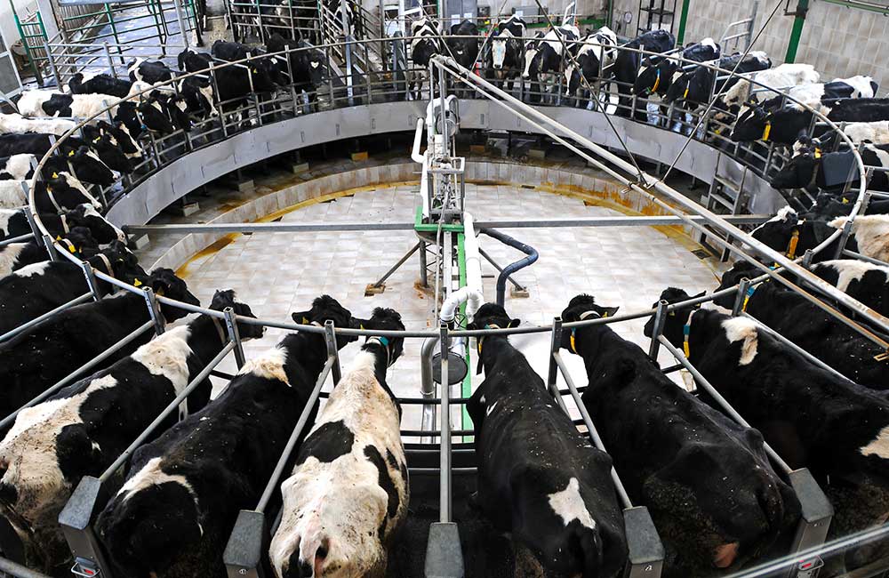 Feedmate